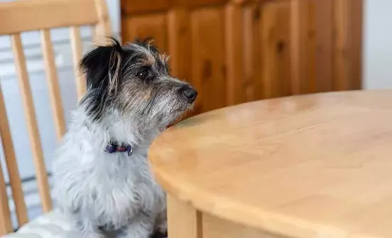 Search dog advice
